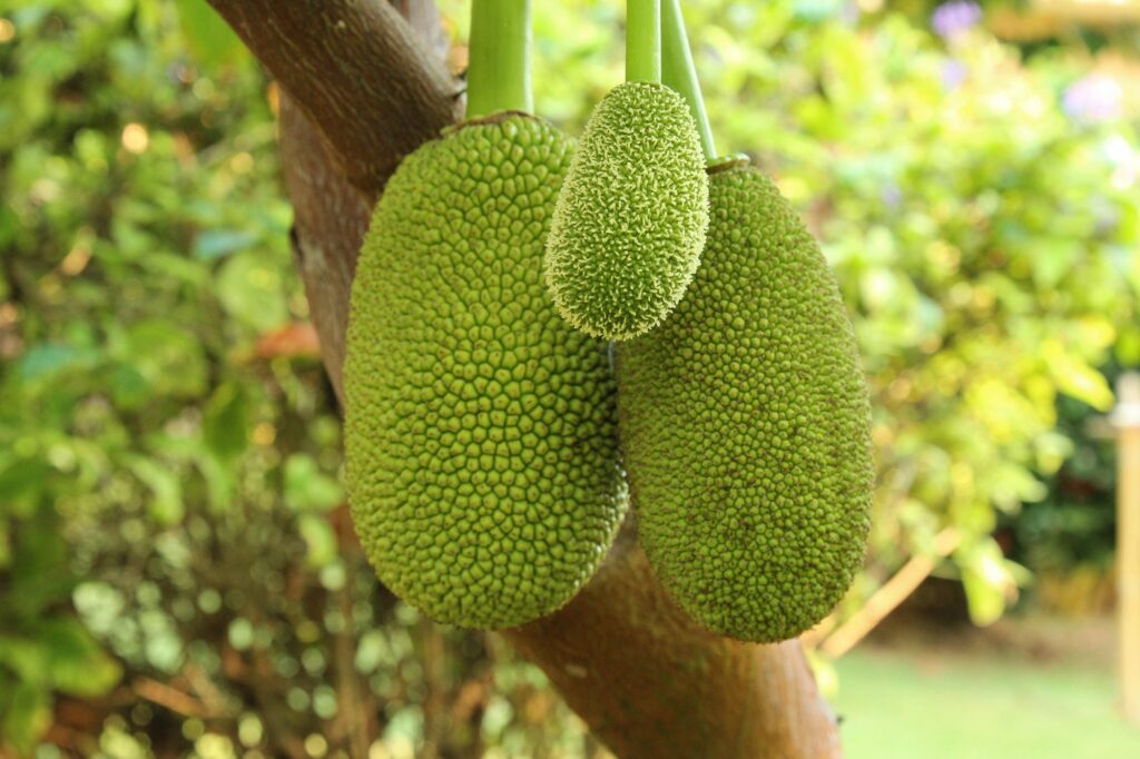 Image of Jackfruit 