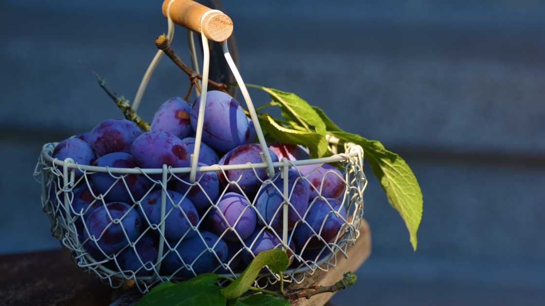 a basket full of plums