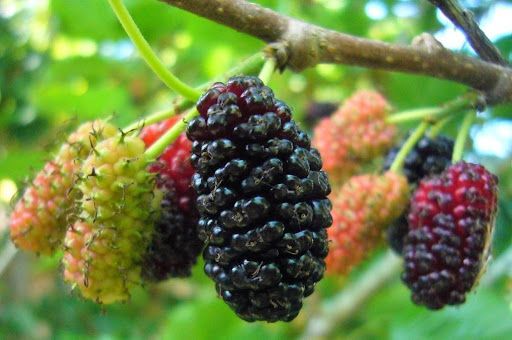 is mulberry fruit good for diabetics