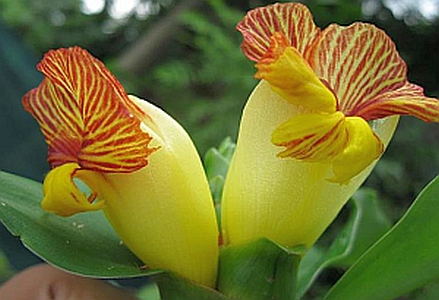 Insulin plant for diabetics