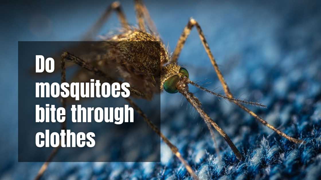 Do mosquitoes bite through clothes