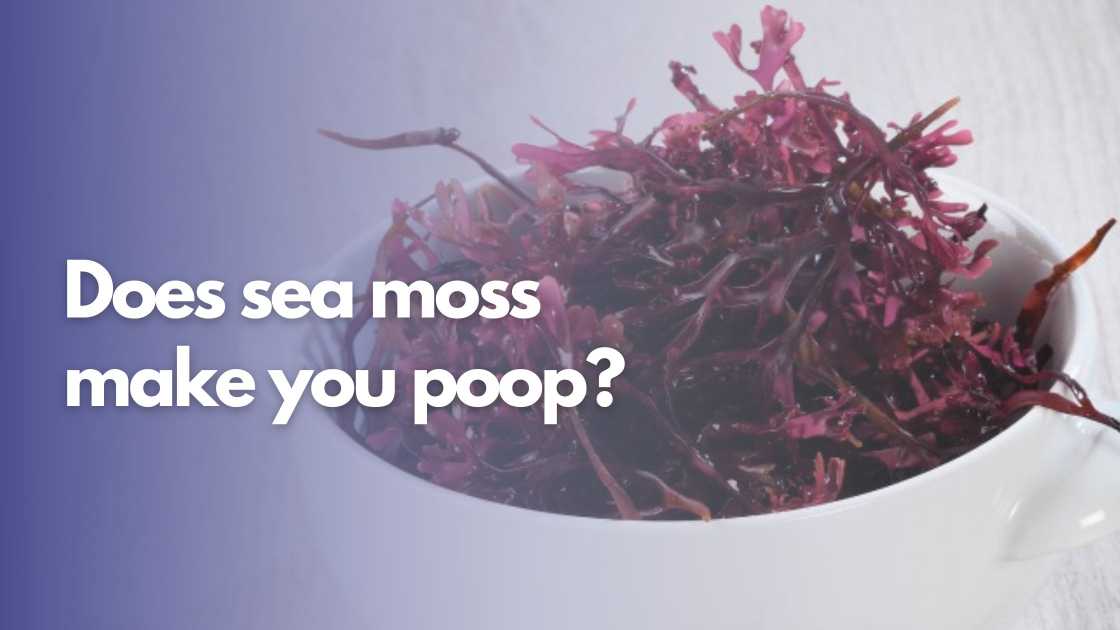 Does sea moss make you poop? - Wapomu Health & Wellness